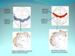 Prezentācija 'Neirofizioloģija', 6.