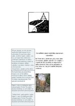 Referāts 'Izdzīvošana mežā', 10.