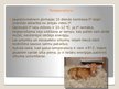 Prezentācija 'Jaundzimušā teļa apkopšana', 5.
