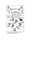 Konspekts 'Datoru tīkli, to iedalījums un lietošana', 4.
