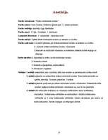 Referāts 'Krāsas simboliskā nozīme', 31.