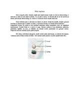 Referāts 'Datorpele', 11.