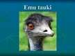 Prezentācija 'Emu tauki', 2.
