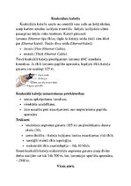 Referāts 'Lokālie datoru tīkli', 3.