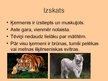 Prezentācija 'Tīģeri', 4.