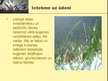 Prezentācija 'Ekoloģiskās problēmas, kas saistītas ar intensīvo lauksaimniecību', 5.