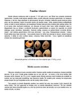 Referāts 'Nauda', 3.