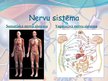 Prezentācija 'Veģetatīvā nervu sistēma', 2.