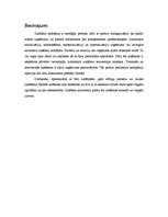 Referāts 'Zināšanu konversijas modeļi', 12.