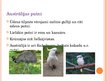 Prezentācija 'Austrālija', 9.
