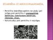 Prezentācija 'Penicilīns', 18.