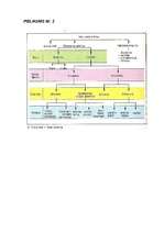 Referāts 'Vācu filosofs Imanuels Kants', 19.