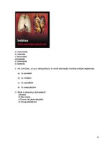 Referāts 'Reklāmas ietekme uz jauniešiem', 31.