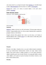 Konspekts 'Sirds, sirds asinsvadu sistēma', 4.