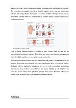 Konspekts 'Sirds, sirds asinsvadu sistēma', 6.