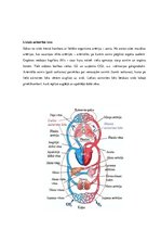 Konspekts 'Sirds, sirds asinsvadu sistēma', 16.