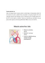Konspekts 'Sirds, sirds asinsvadu sistēma', 17.