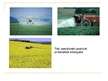 Prezentācija 'Intensīvās lauksaimniecības ietekme uz vidi', 5.