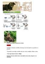 Konspekts 'Etoloģija', 2.