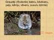 Prezentācija 'Zīdītāji', 15.