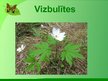 Prezentācija 'Dabaszinību stundas konspekts. Augi pavasarī', 15.