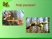 Prezentācija 'Dabaszinību stundas konspekts. Augi pavasarī', 19.