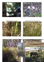 Referāts 'Engures dabas parks', 2.