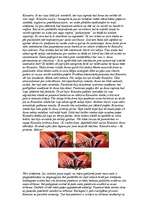 Eseja 'Pasaka par ziediem', 4.