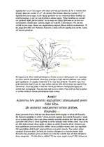 Eseja 'Pasaka par ziediem', 6.