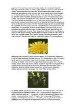 Eseja 'Pasaka par ziediem', 7.