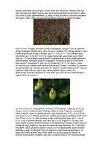 Eseja 'Pasaka par ziediem', 8.