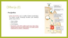 Prezentācija 'Angīnu diferenciāldiagnostika', 14.