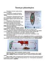 Referāts 'Plakantārpi', 3.