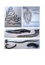 Referāts 'Plakantārpi', 11.