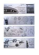 Referāts 'Plakantārpi', 12.