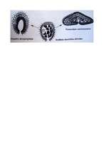 Referāts 'Plakantārpi', 13.