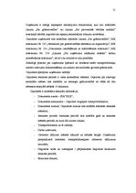 Prakses atskaite 'Prakses atskaite grāmatvedībā', 51.