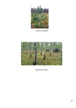 Referāts 'Briežu medības', 16.