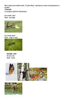 Paraugs 'Bērna runas un valodas izpēte pirmsskolas izglītības iestādē', 5.