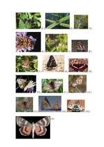 Referāts 'Dzīvnieku aizsardzība', 15.