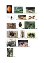 Referāts 'Dzīvnieku aizsardzība', 16.