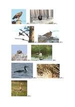 Referāts 'Dzīvnieku aizsardzība', 18.