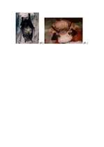 Referāts 'Dzīvnieku aizsardzība', 20.