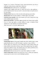 Konspekts 'Rapsis. Lini. Attīstības stadijas. Agrotehnika', 20.