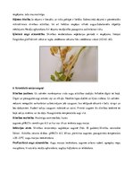 Konspekts 'Rapsis. Lini. Attīstības stadijas. Agrotehnika', 22.