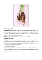 Konspekts 'Rapsis. Lini. Attīstības stadijas. Agrotehnika', 23.