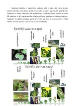 Konspekts 'Rapsis. Lini. Attīstības stadijas. Agrotehnika', 25.