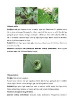 Konspekts 'Rapsis. Lini. Attīstības stadijas. Agrotehnika', 27.