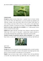 Konspekts 'Rapsis. Lini. Attīstības stadijas. Agrotehnika', 28.