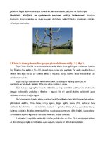 Konspekts 'Rapsis. Lini. Attīstības stadijas. Agrotehnika', 29.